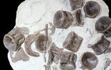 Plate of Xiphactinus (Cretaceous Fish) Vertebra & Ribs #62788-3